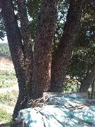 香樟千年古树