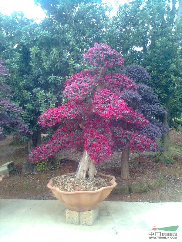 红花继木造型盆景