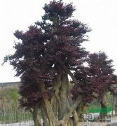 红花继木造型精品树