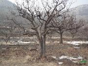 山东枣庄罕见的古大梨树