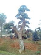 大规格造型榆树