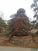 造型罗木石楠精品树