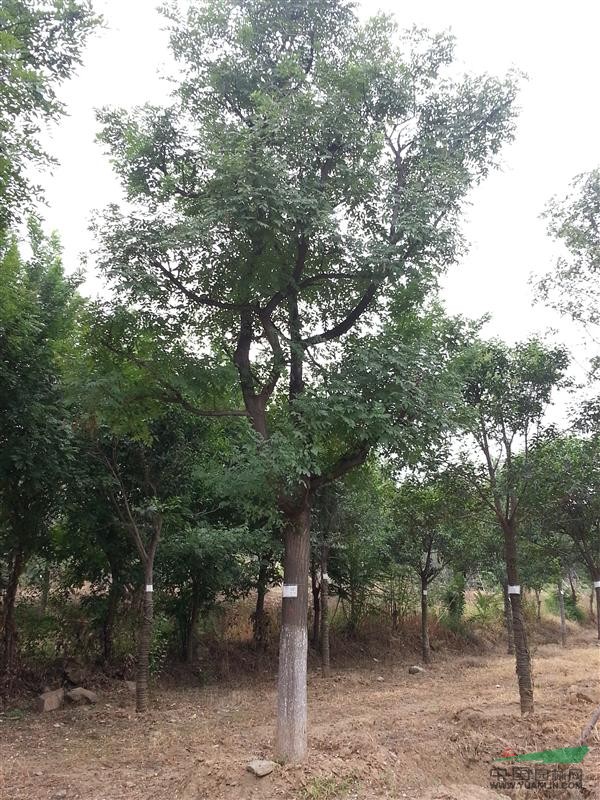 特型茶条槭,丛生茶条槭