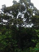 供应楠木树直径40-60公分