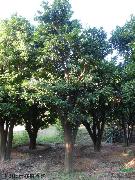 Φ30公分移植香泡树