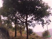 红豆杉17公分大树