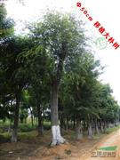 直径50厘米移植大朴树