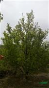 京红海棠树