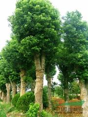 米径45公分的移栽香樟树每棵6800元绿