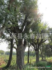 2012年肥西永春苗圃移栽的朴树