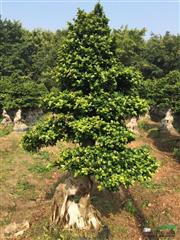 漳州地区供应榕树