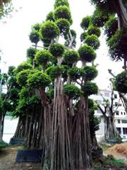造型榕树