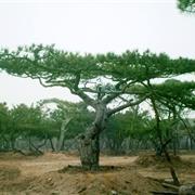 造型油松树