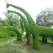 金禾女贞植物造型长颈鹿