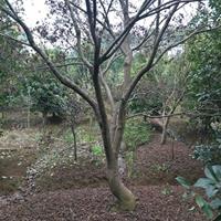 红枫型态树15公分