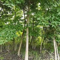 绿化、养生、药用的树种：喜树