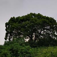 50年老樟树