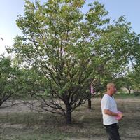 山杏树20公分高度450冠幅400