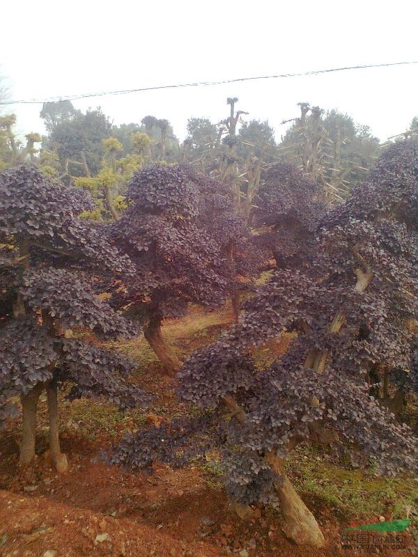 紅花繼木造型樹樁